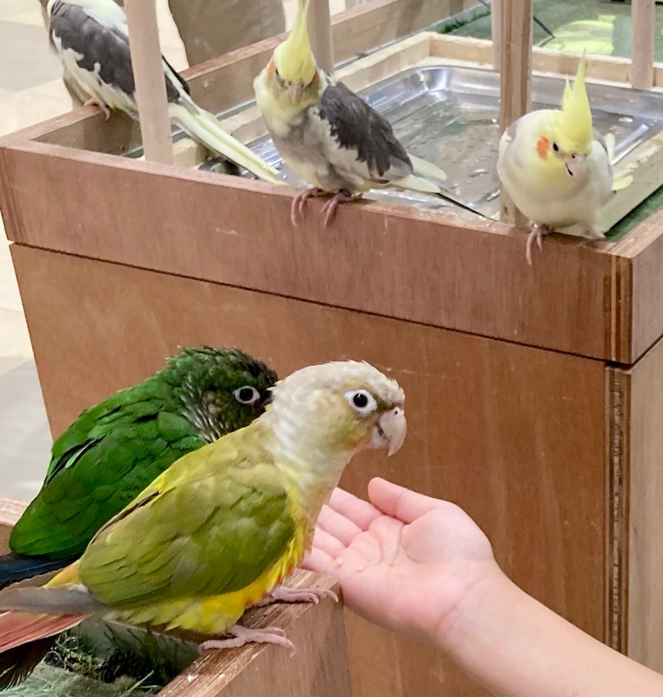 鳥さんとのふれあい