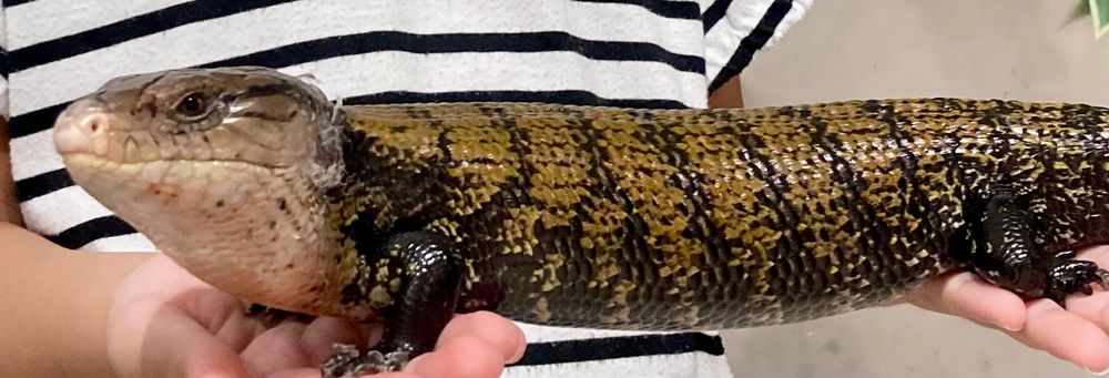 大きいトカゲとのふれあい、ツルツルしてました。顔がかわいい〜
