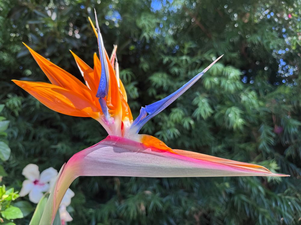 A bird of paradise flower in full bloom, glowing in the sun. White hibiscus flowers with deep pink centers are visible in the background