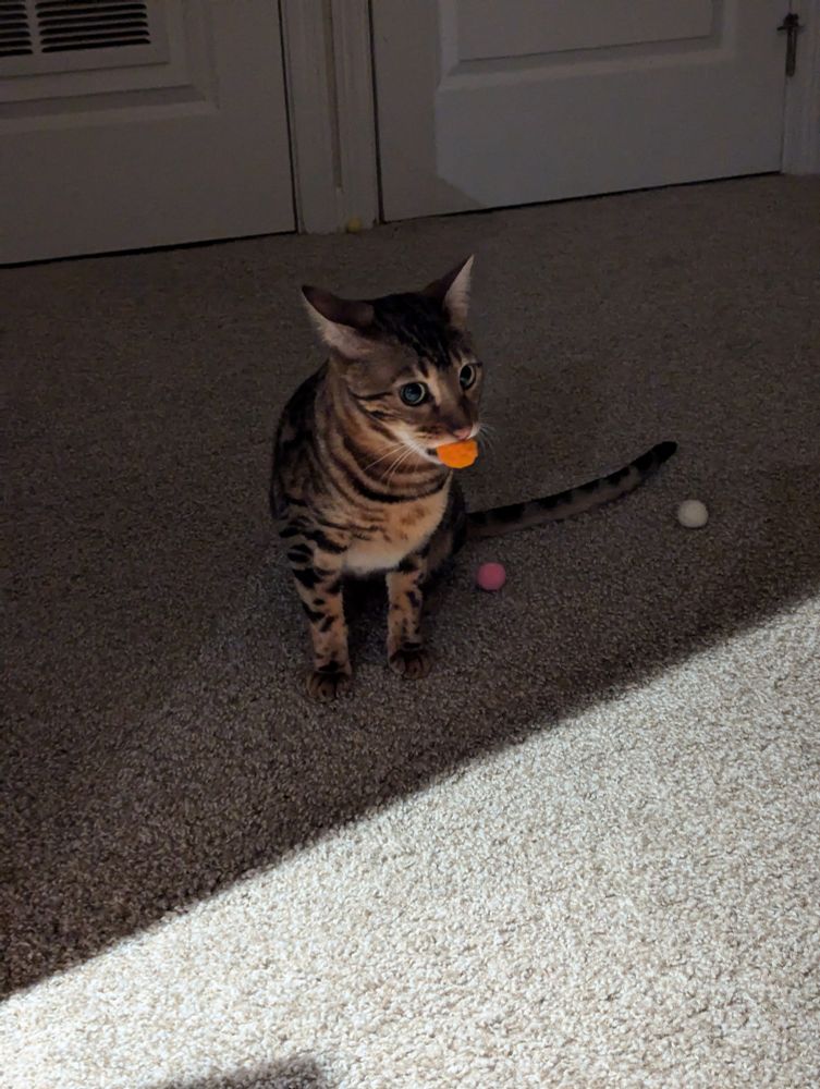 In a low light area, a brown and black cat is sitting on beige carpet with an orange pompom in his mouth. He is looking side eyed at the camera.