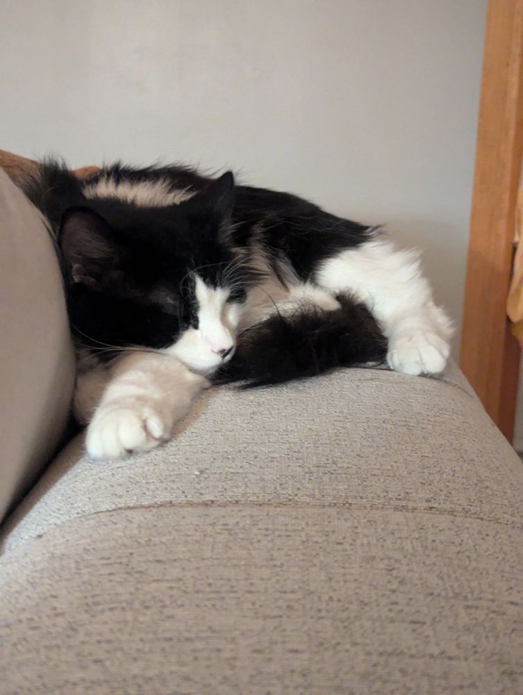 Close up of a black and white medium haired cat sleeping with one front paw outstretched and his face resting on his leg. He is curled up on the back of a beige sofa