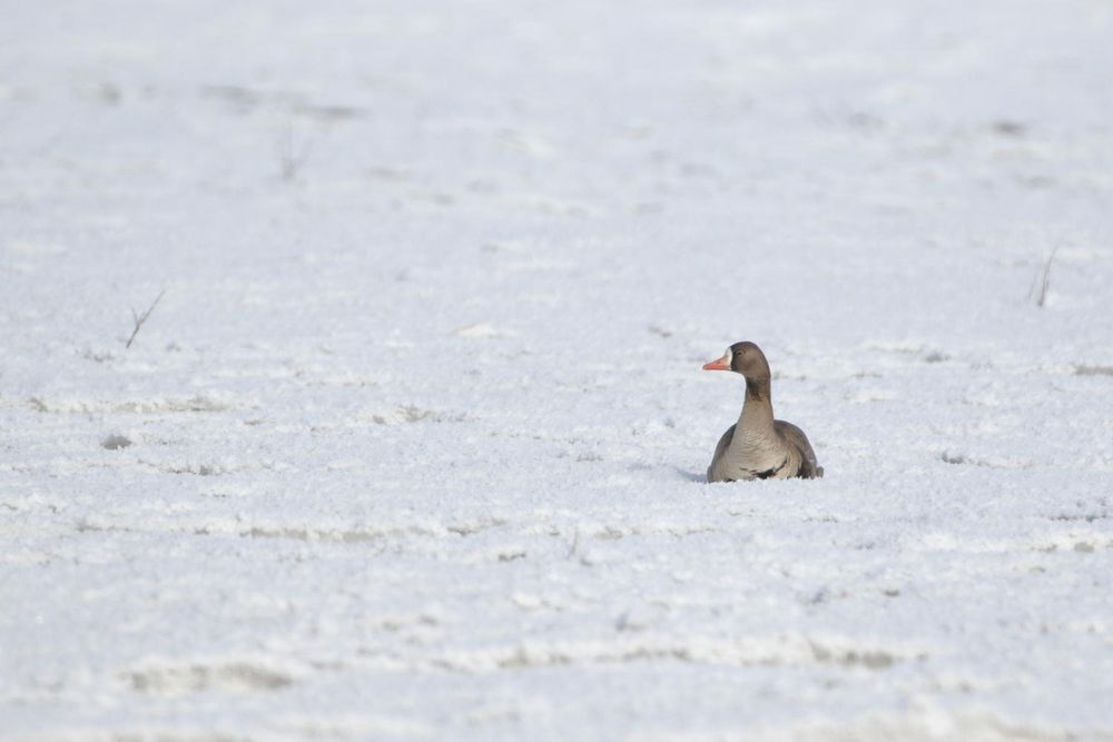 A greater white-fronted goose sits on the snow covered tundra.