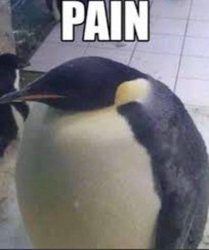 A low quality picture of a very round penguin with top text saying "pain" in impact font