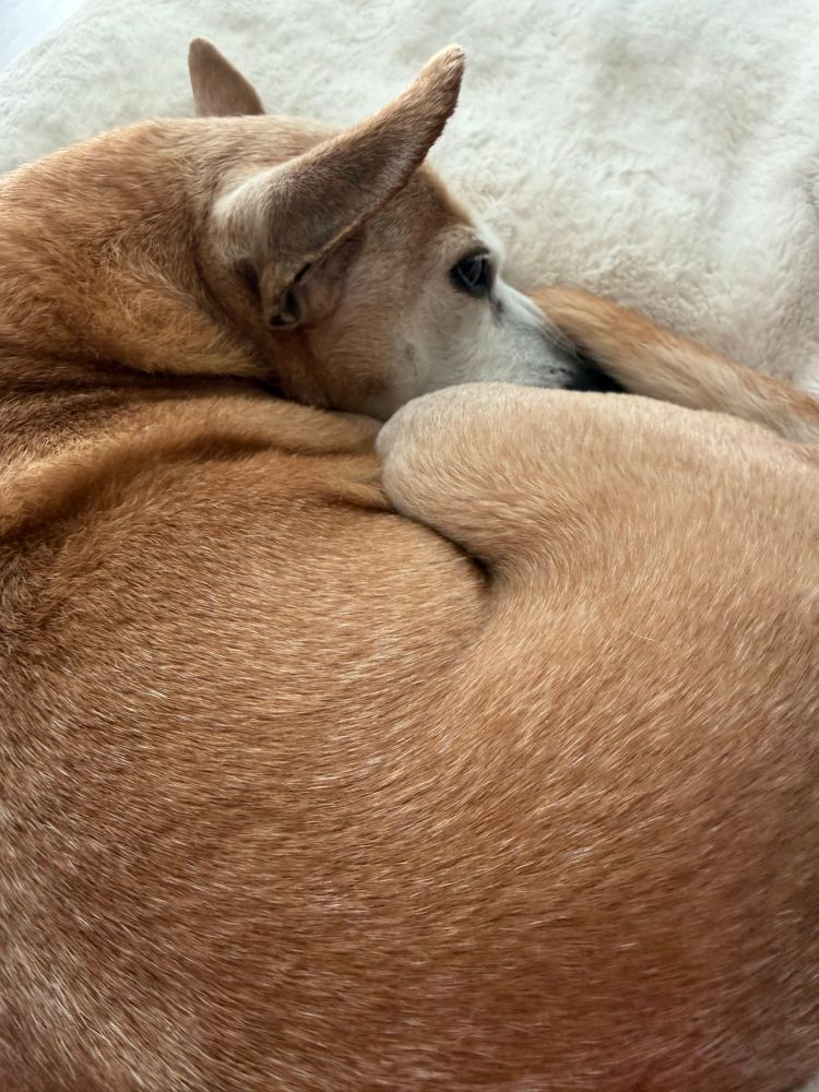 A cat-ass tan and white corgi mix napping on a cream blanket. 