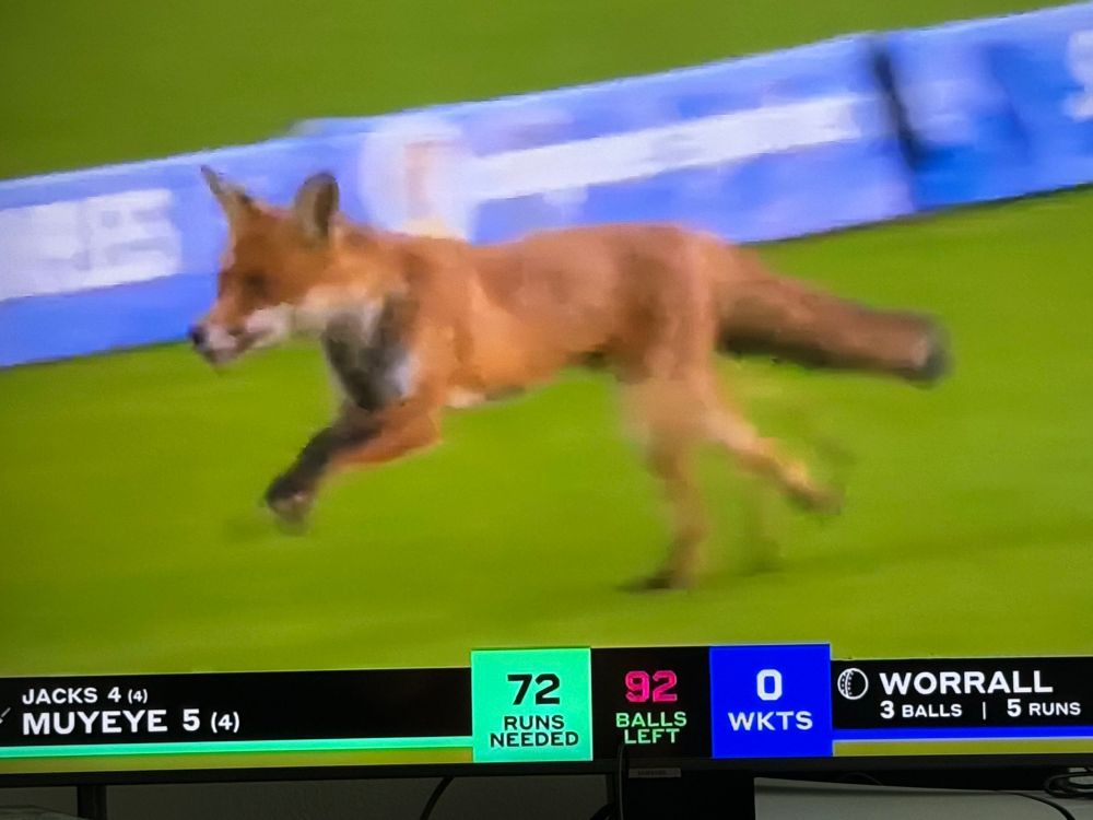 A fox scampering near the boundary at Lord’s during the London Spirit-Oval Invincibles Hundred cricket match. 