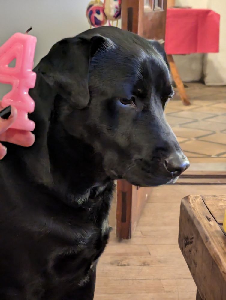 A black Labrador dog 