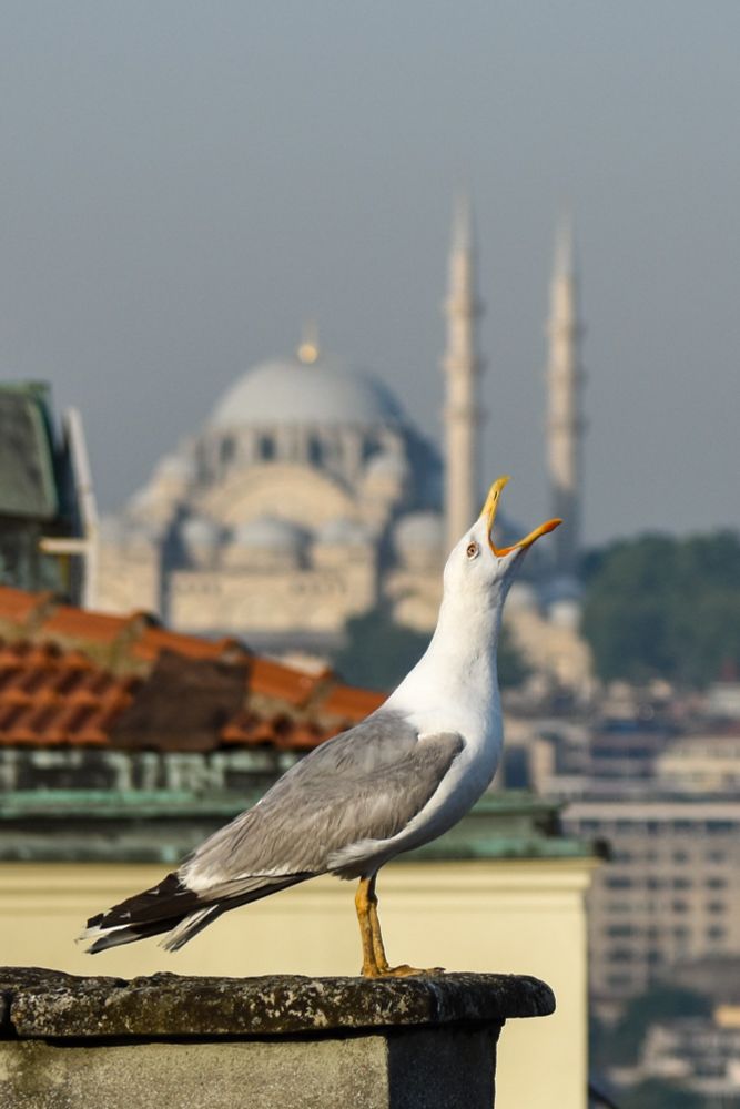 Vue sur les toits d'Istanbul.
En arrière-plan, sur l'autre rive du Bosphore, on aperçoit la mosquée Süleymaniye.
Au premier plan, perché sur un toit, un goéland, bec ouvert et tête vers le ciel, hurle à tue-tête.