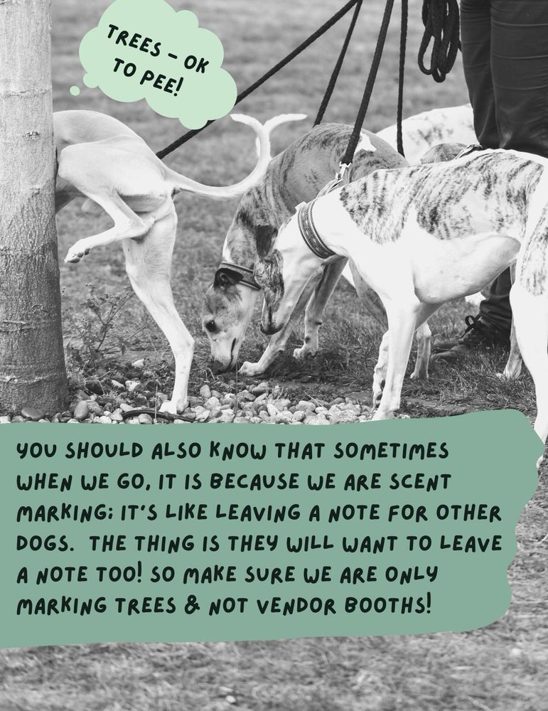 In a black and white photo several greyhound-like dogs on leashes stand surrounding a person in dark pants.  One of the dogs is peeing on the trunk of a nearby tree.  In a thought bubble are the words, “Trees - okay to pee!” Text below says, “You should also know that sometimes when we go, it is because we are scent marking; it's like leaving a note for other dogs.  The thing is they will want to leave a note too! So make sure we are only marking trees & not vendor booths!” 