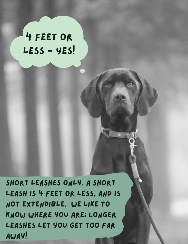 A black & white photo of a dog sitting regally wearing a collar with a leash attached. A thought bubble above says, “4 feet or less — yes!” Below additional text says, “Short leashes only. A Short leash is 4 feet or less, and is not extendible.  We like to know where you are; Longer leashes let you get too far away!” 