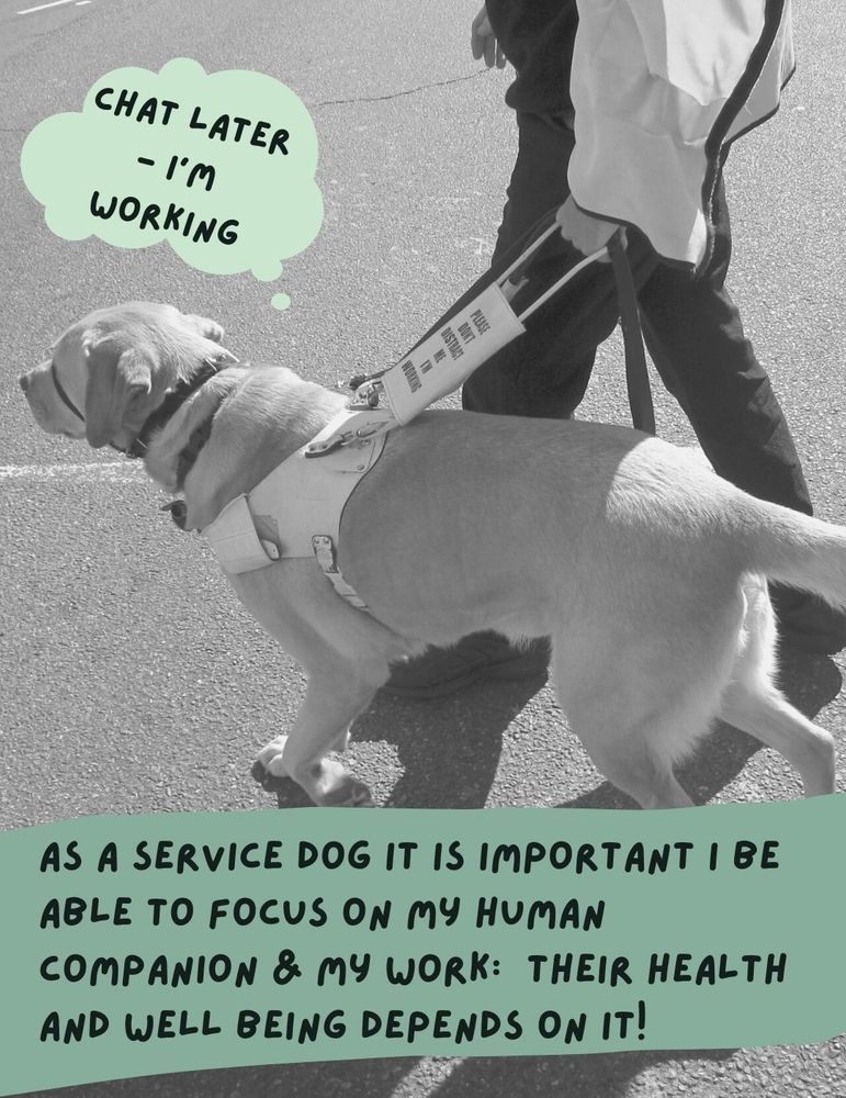 A dog in a harness walks next to a person.  The dog’s harness has signage that says, “please don’t distract me, I’m working.” A thought bubble above the dog says, “Chat later — I’m working.” Below additional text on the image says, “As a Service Dog It is important I be able to focus on my human companion & my Work:  their health and well being depends on it!”