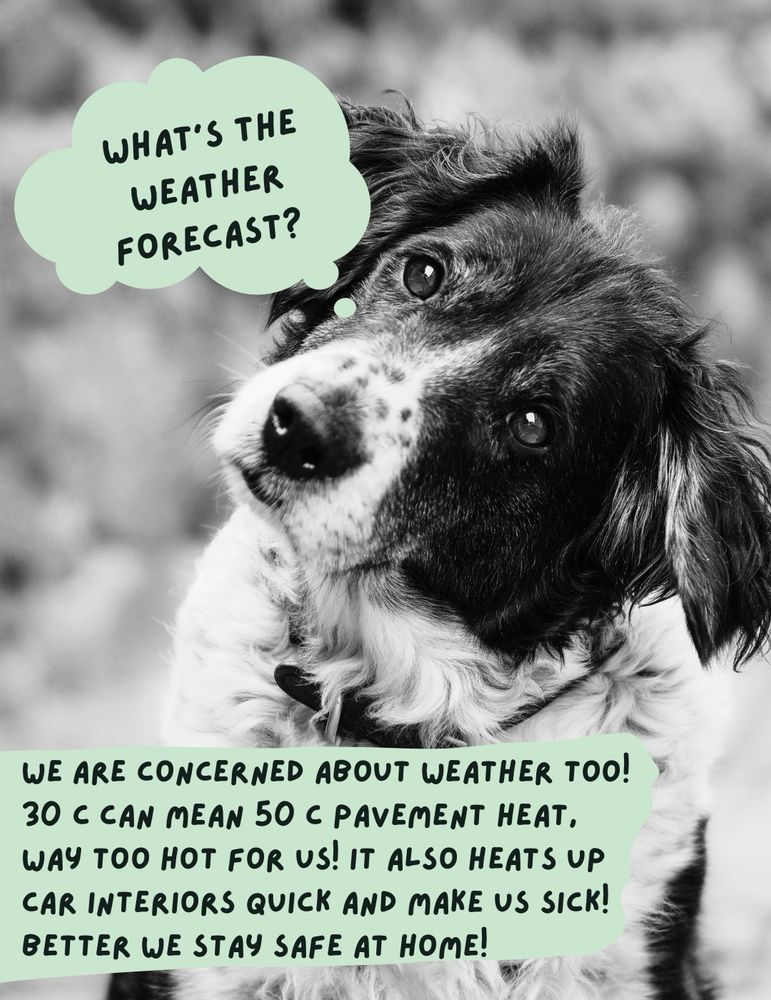 A black & white photo of a looking dog looking quizzical. A thought bubble says, “What’s the weather forecast?” Below additional text says, “We are concerned about weather too!  30 C can mean 50 C pavement heat, way too hot for us! It also heats up car interiors quick and can make us sick!  Better we stay safe at home!”