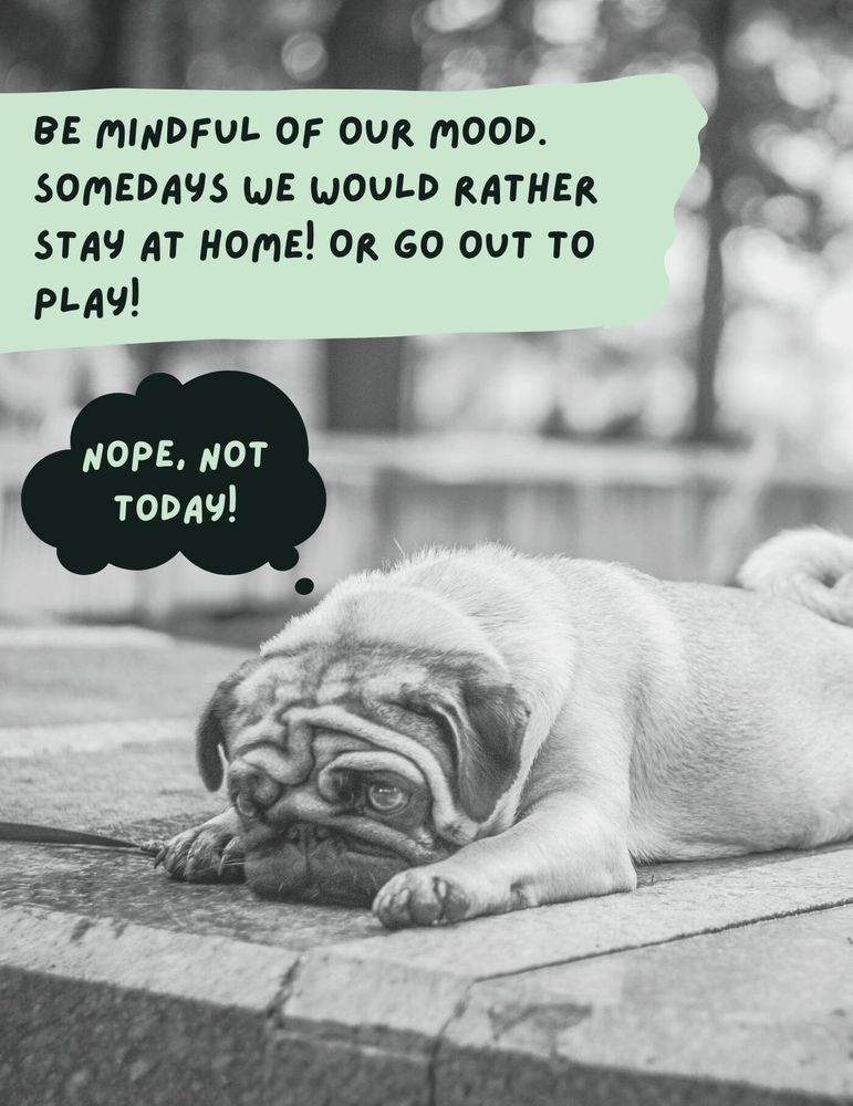 A black & white photo of a pug laying on its belly looking melancholic. A thought bubble says, “Nope, Not today! !” Above additional text says, “Be Mindful of our Mood. Some days we would rather stay at home! Or Go out to play!”