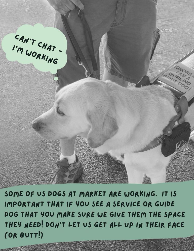 A dog in a harness stands next to a person.  The dog’s harness has signage that says, “Ignore me. I’m a working guide dog.” A thought bubble above the dog says, “Can’t chat — I’m working.” Below additional text on the image says, “Some of us dogs at market are working.  It is important that if you see a service or guide dog that you make sure we give them the space they need! Don't let us get all up in their face (or butt!)”