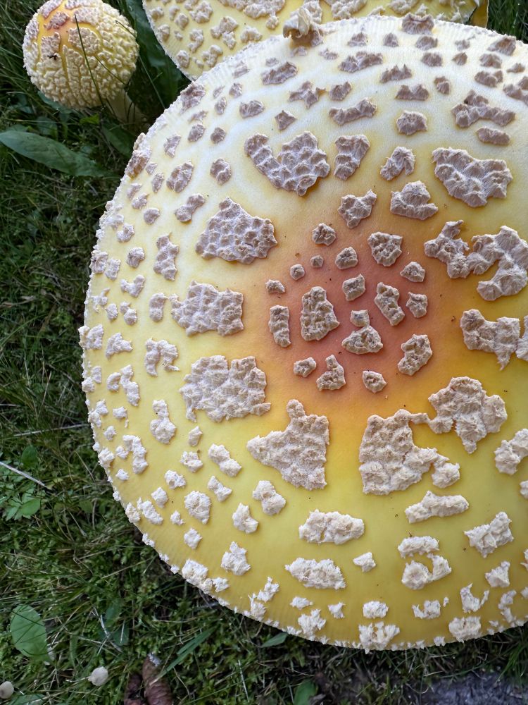 A close up of the top of a mushroom yellow and orange in color with white raised bumps.