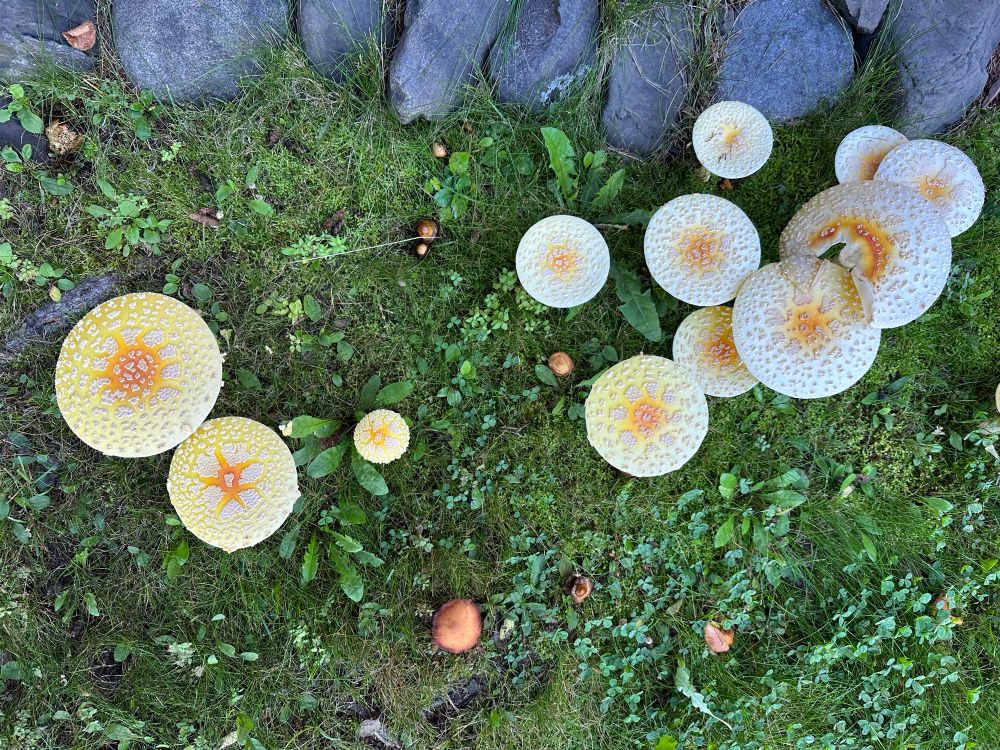 A grassy area with over a dozen mushrooms.