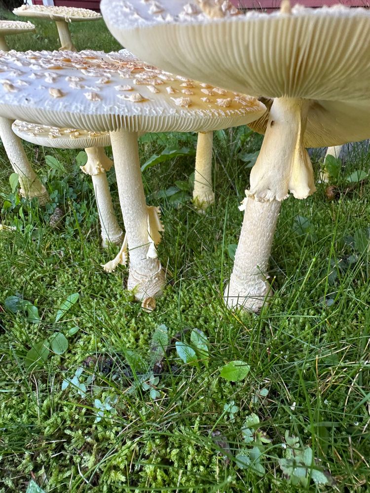 A look under the caps of some mushrooms showing their structure.