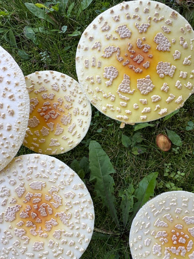 A close up of the tops of several mushrooms.