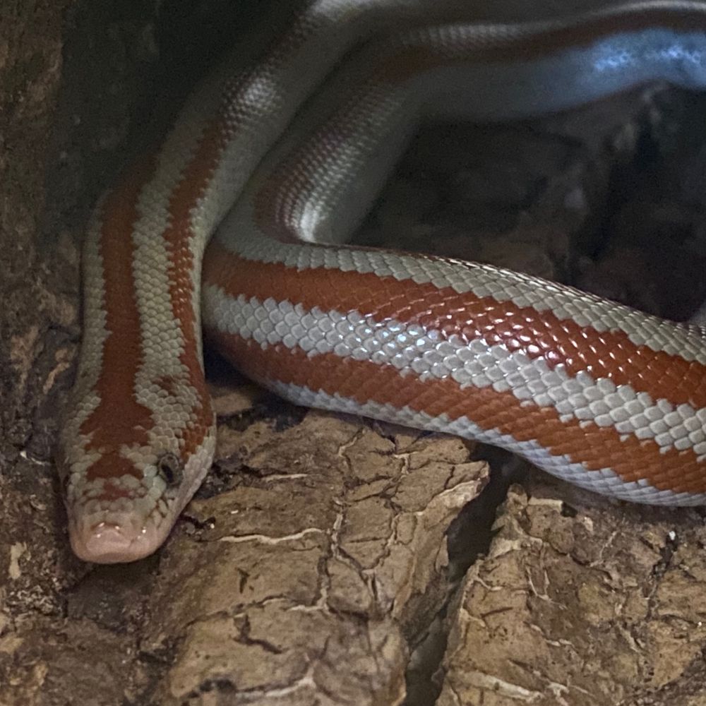 quemada, a rosy boa with cream and terracotta orange stripes running along her body. she sits in a hollowed-out piece of cork bark. her body is coiled in a loose circle. her eyes look ahead past the camera.
