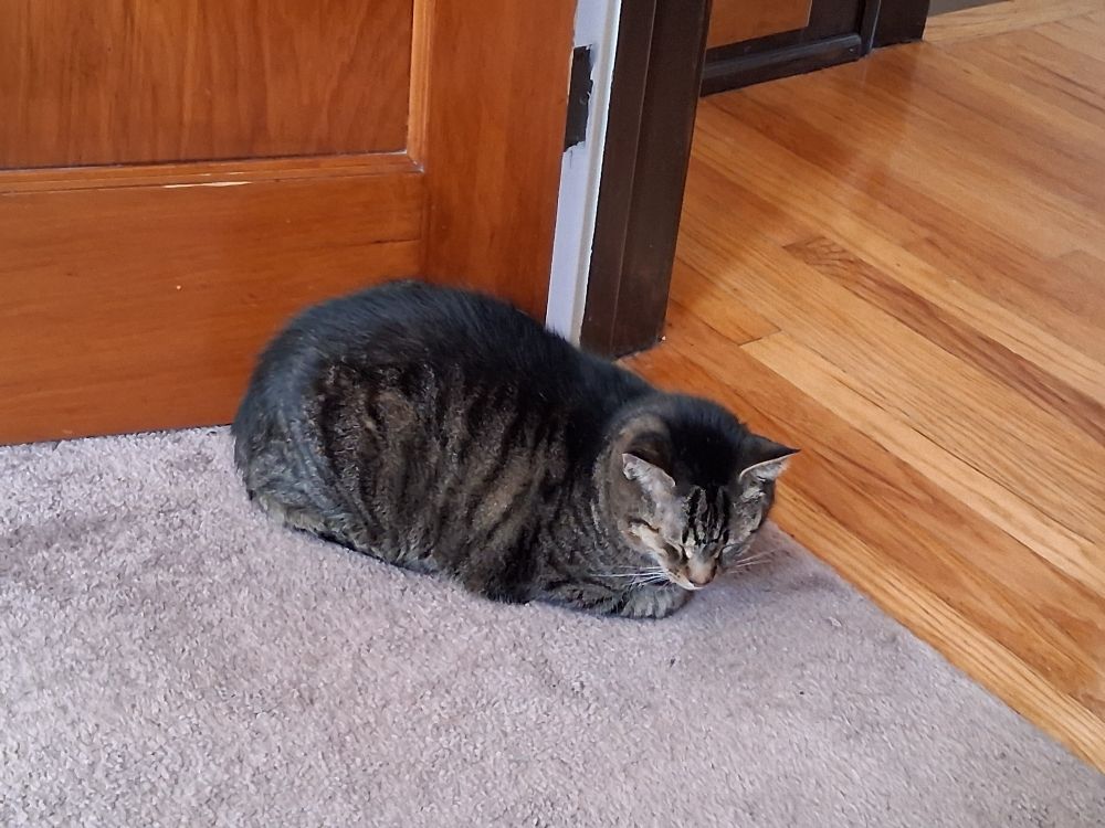 A brown and black tabby is lying on a beige carpet next to a wooden floor. All his paws are tucked up underneath him and he looks kind of like a loaf of bread.