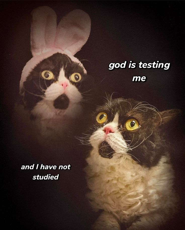 A scrungly looking black and white cat looking concerned. "God is testing me, and I have not studied" is the caption.