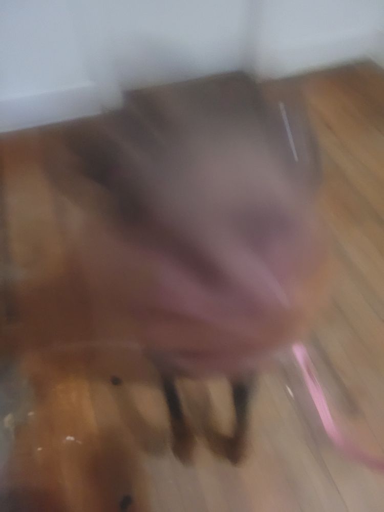 A brown doberman sniff attacking the camera