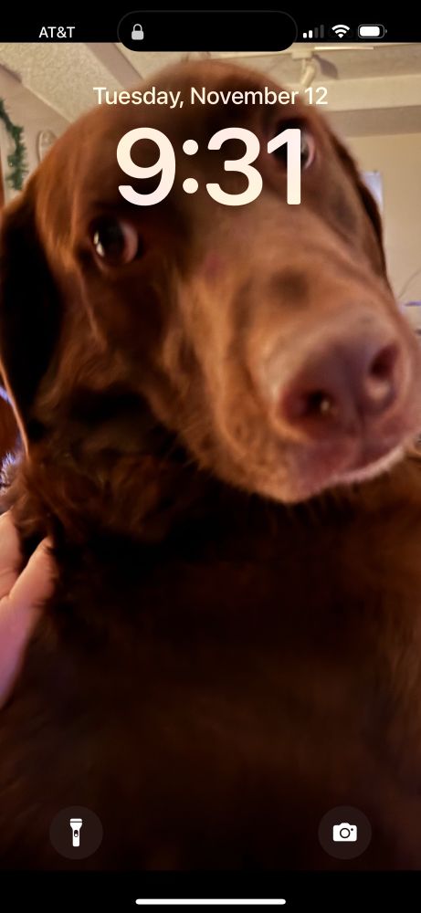 This is my chocolate lab!