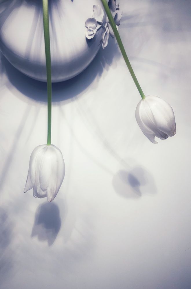 Two white tulips in a white ceramic vase cast a shadow on a white table. 