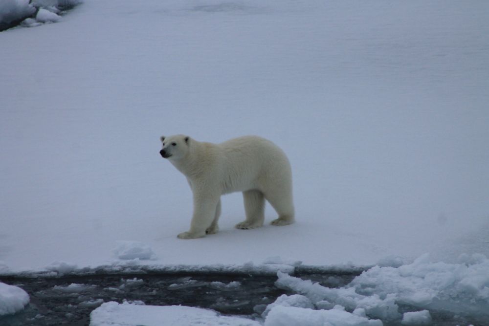 A polar bear standing on an ice floe