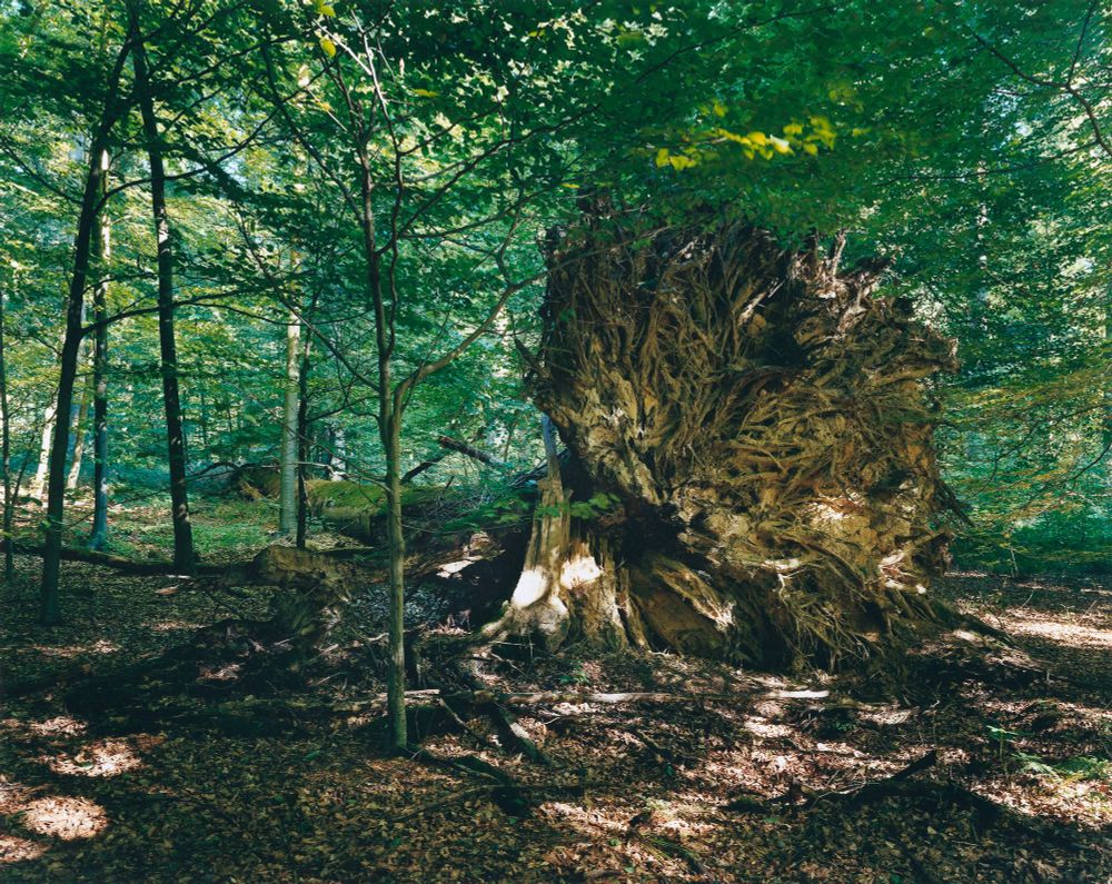 Scan photography 8X10 Portra
This photo is part of a work made in 2018

Under the summer foliage, a dense green pierced by light, the windfall covered with soft moss of a large beech tree lies with the crown of its root system raised out of the ground.


Scan Tirage 8x10 portra

Cette photo fait partie d'une série réalisée en 2018


Sous le feuillage d'été, d'un vert dense percé de lumière, le chablis recouvert de mousse moelleuse d'un grand hêtre repose avec la couronne de son système racinaire soulevée hors de terre.

