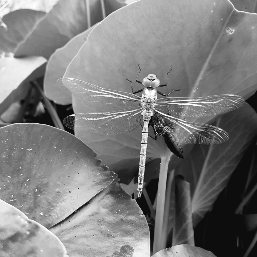 Photo Michel Willain 2025 - All rights reserved - Prior request - Contact: mwillain@gmail.com

"dragonfly & fragility"
June 2025 - Biodiversity

Black and white photograph taken at the edge of a water lily pond, where a dragonfly with open wings waits under a leaf after emerging from its chrysalis, which appears in the background. It will take flight a few hours later.



© Photo Michel Willain 2025 - Tous droits réservés - Demande préalable - Contact : mwillain@gmail.com

"libellule et fragilité"
Juin 2025 - Biodiversité

Photographie en noir et blanc prise au bord d'un bassin de nénuphars, où une libellule, ailes déployées, attend sous une feuille après avoir émergé de sa chrysalide, qui apparaît en arrière-plan. Elle prendra son envol quelques heures plus tard.
Commentaires
