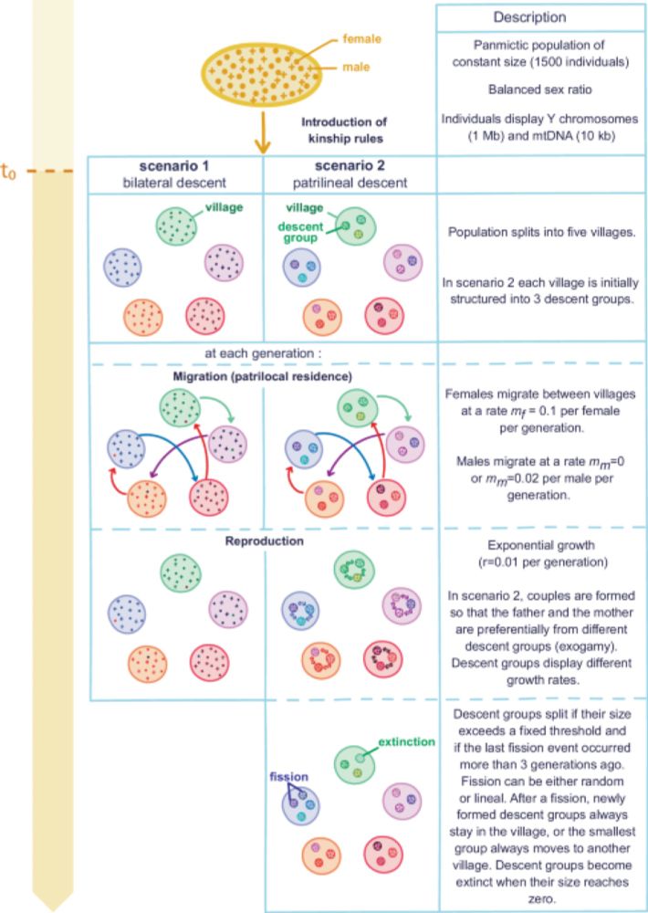 Patrilineal segmentary systems provide a peaceful explanation for the post-Neolithic Y-chromosome bottleneck - Nature Communications