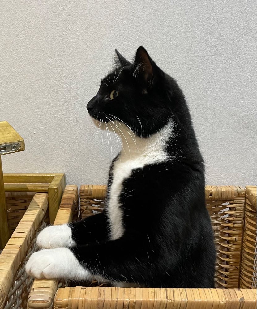 Picture of a beautiful black and white cat standing up in a box, with her magnificent white paws positioned neatly on the side of the box