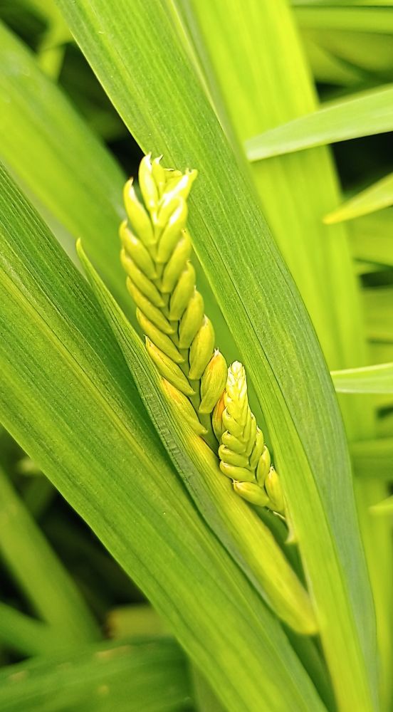 Big yellow-green leaves with a closed spray of flowers in the middle just beginning to show some orange flower