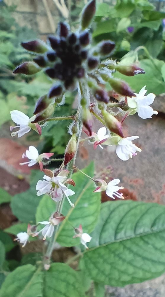 A spray of little white flowers, dark buds, and a background of wide pointed leaves