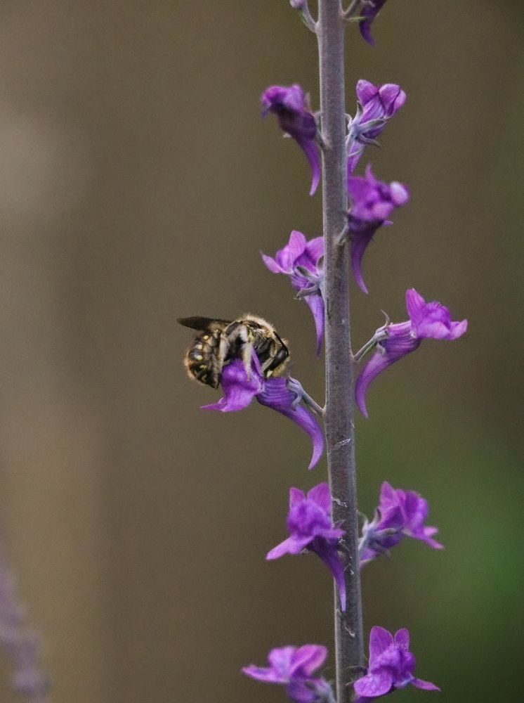 A side view of a bee resting on a purple toadflax.