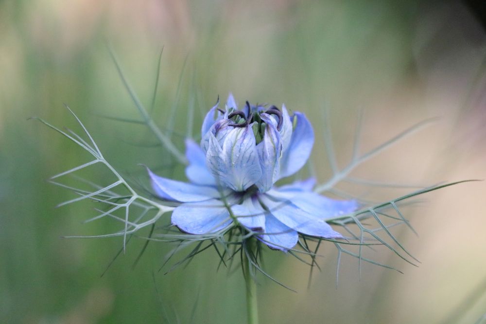 Close up of a nigella flower, love-in-a-mist against a blurry background. 
