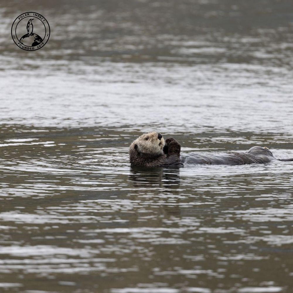 A sea otter floats on its back in the water holding a blue mussel in front of its face.