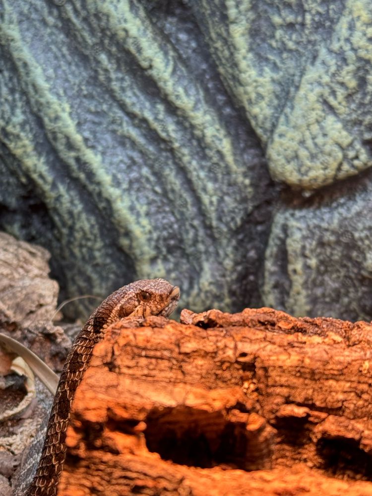 Comically increased zoom on the brown snake. 