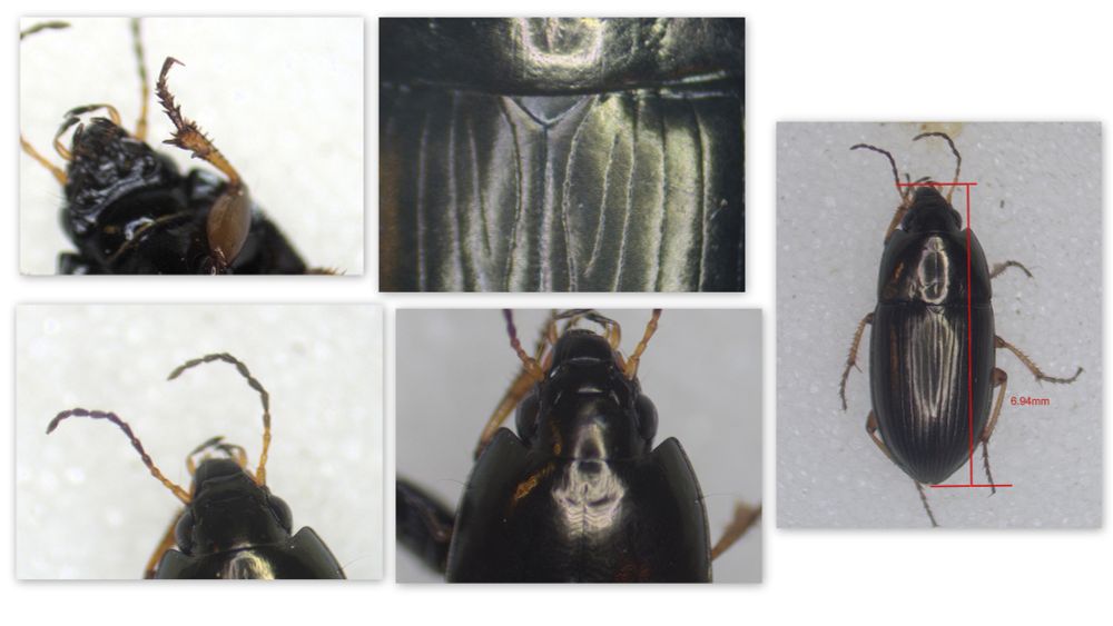 Amara familiaris
