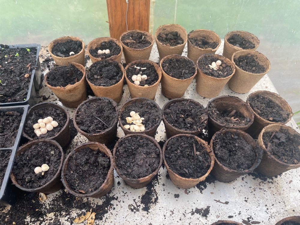 A stainless steel table with a couple dozen peat pots filled with soil and several small piles of seed peas left by my greenhouse mouse in her new “pantry”