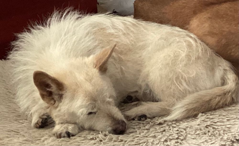 The best dog in thw world, determinedly curled up and napping. 