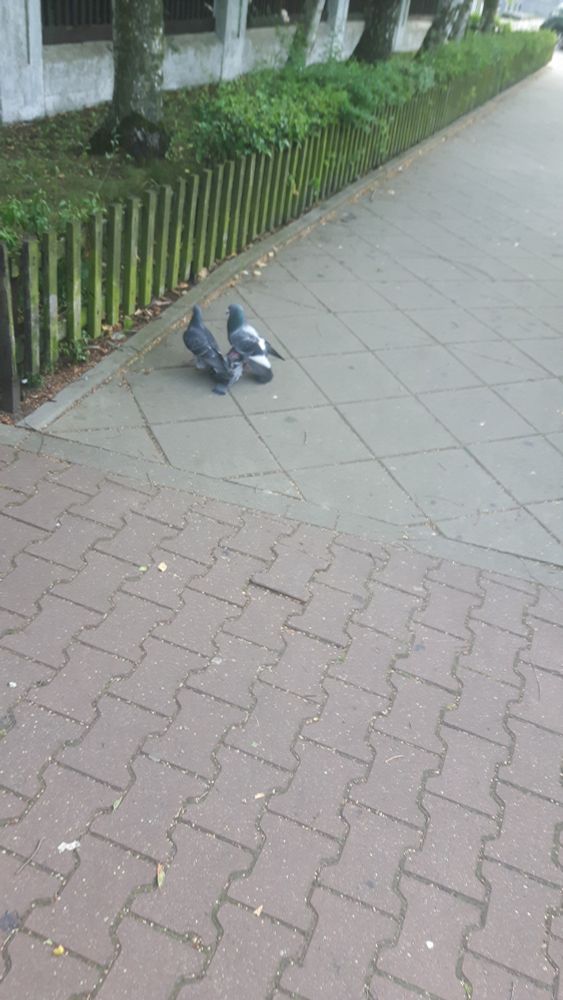 Two pigeons stampeding through a third one laying helplessly on the concrete pavement, colorized