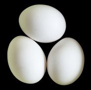 Egg