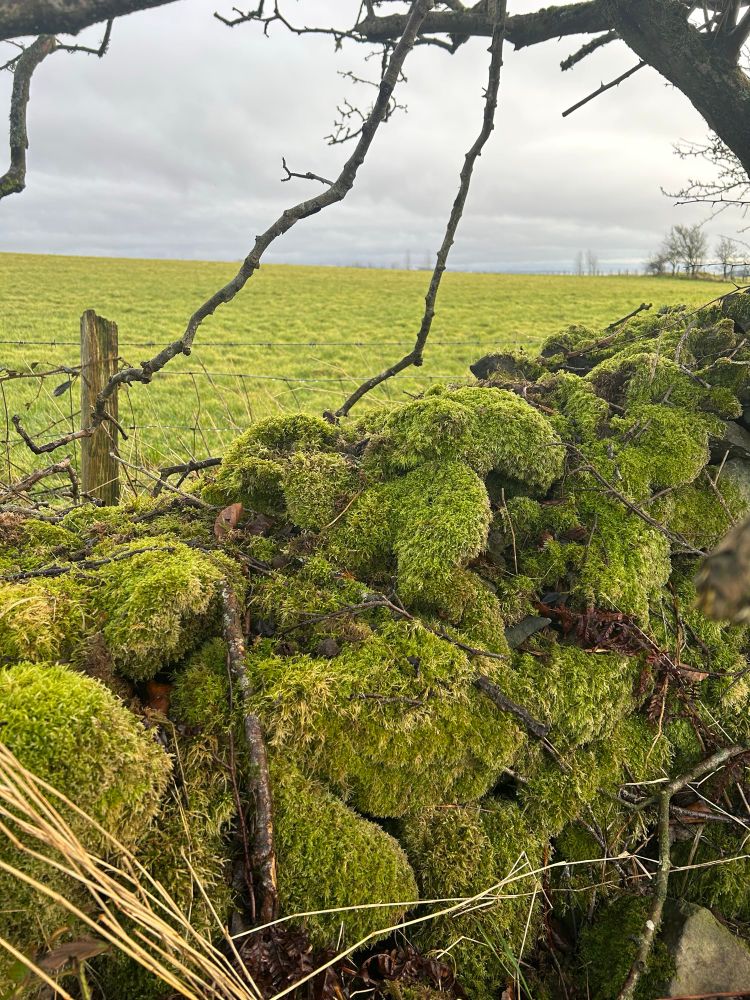 Vibrant yellow green moss on a wall made of rounded stones. There is a winter foraging field behind the wall. The sky is grey with layered clouds.



