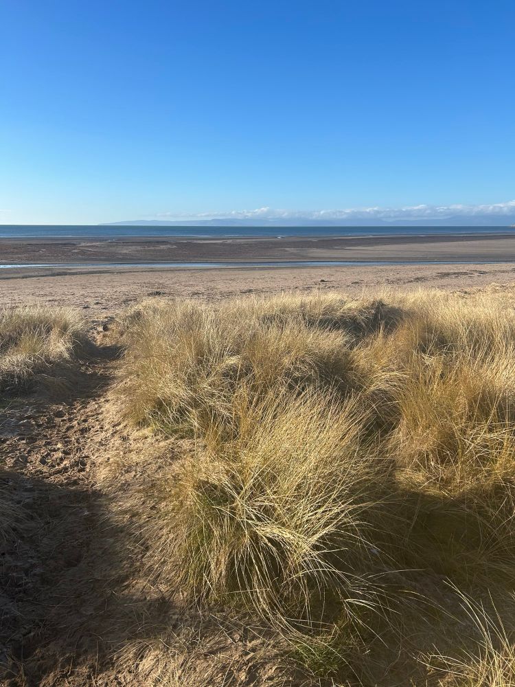 Bright blue sky, deep blue calm sea and coppery seaweed is gleaming on a Scottish beach. Sun is shining on bleached sea grasses in the foreground.