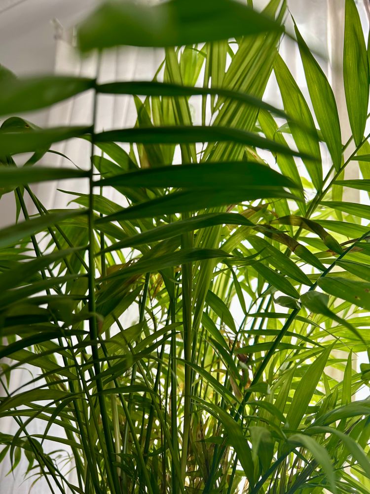 A vibrantly green parlour palm house plant