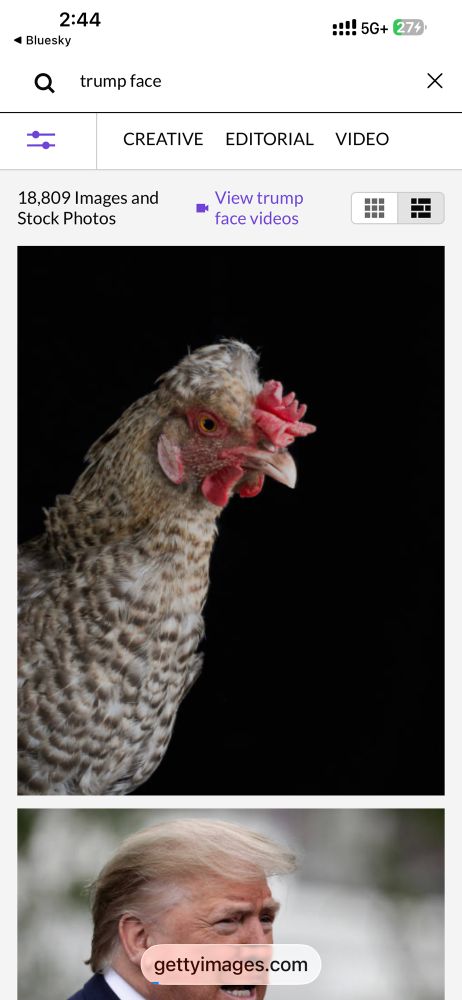 screenshot of list of images returned after search for trump face. first image is a chicken. 