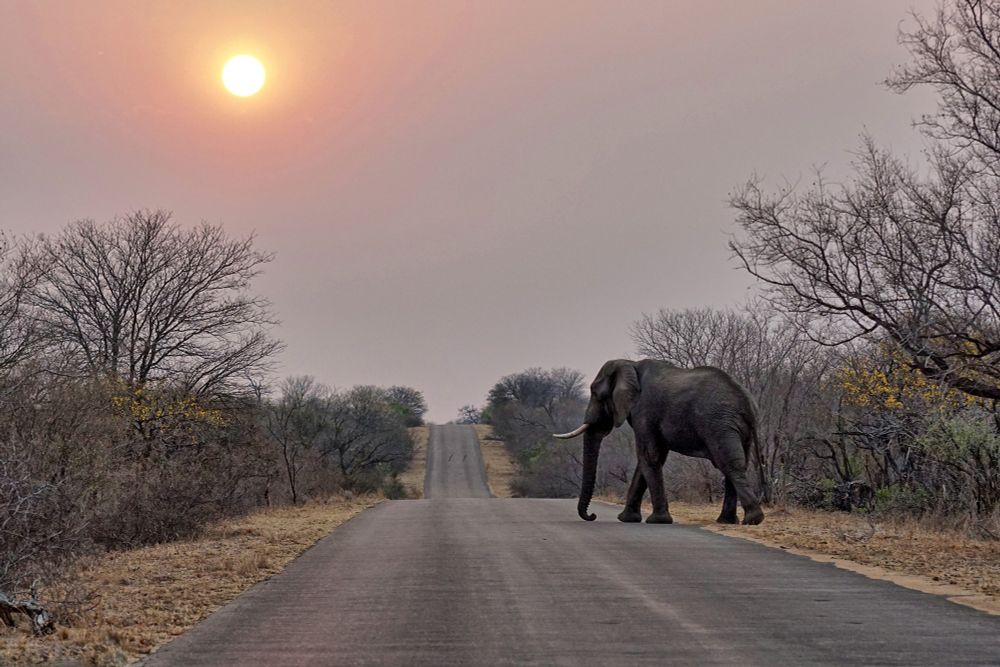 A lone elephant crosses a road in Kruger National Park, South Africa, in front of a rising sun.