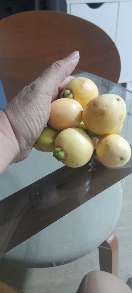 Fruto jambo. Muito doce colhido no pé.