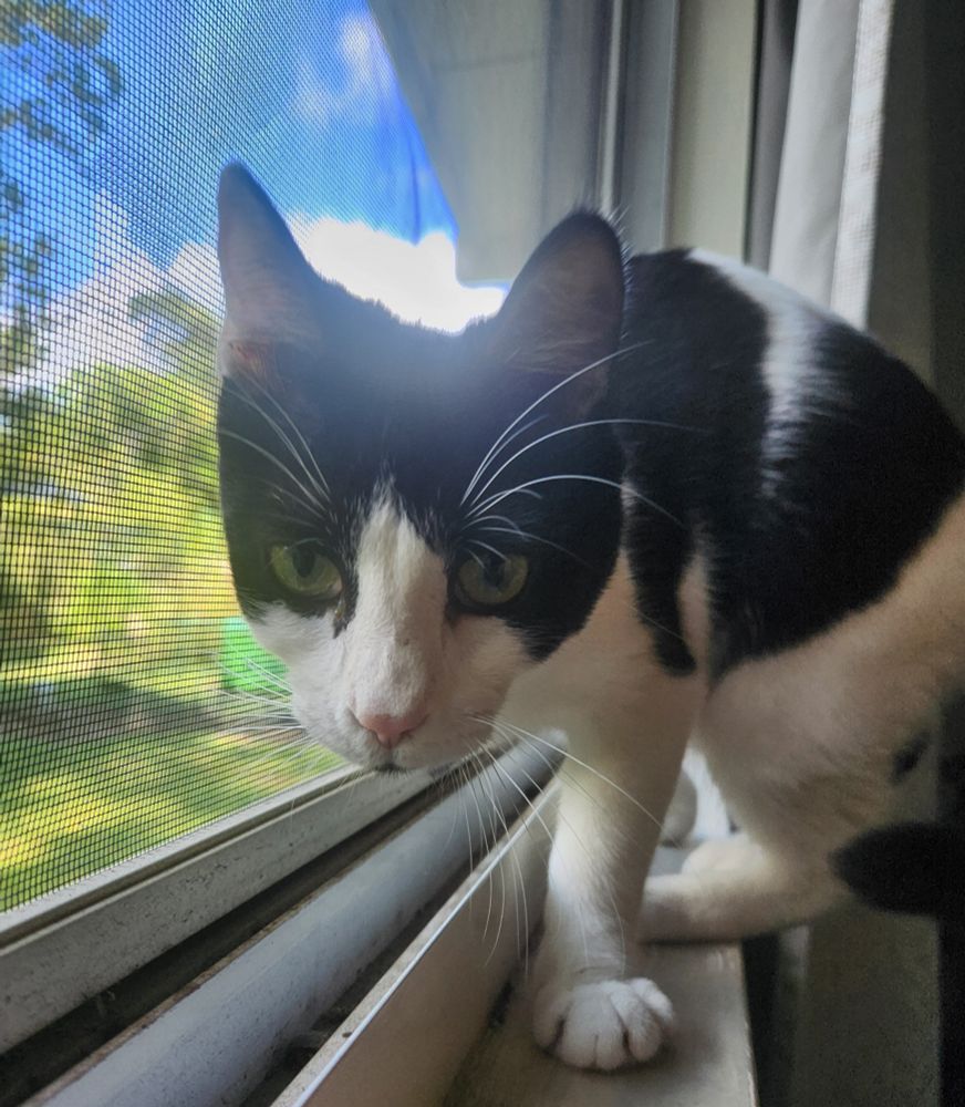 A tuxedo kitten on a windowsill, head towards you 